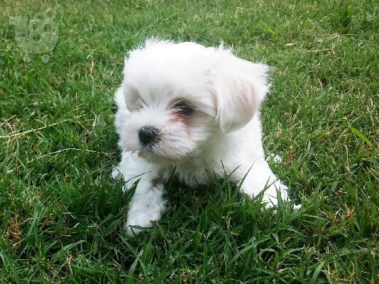 PoulaTo: Μικρόσωμο μαλτέζακι